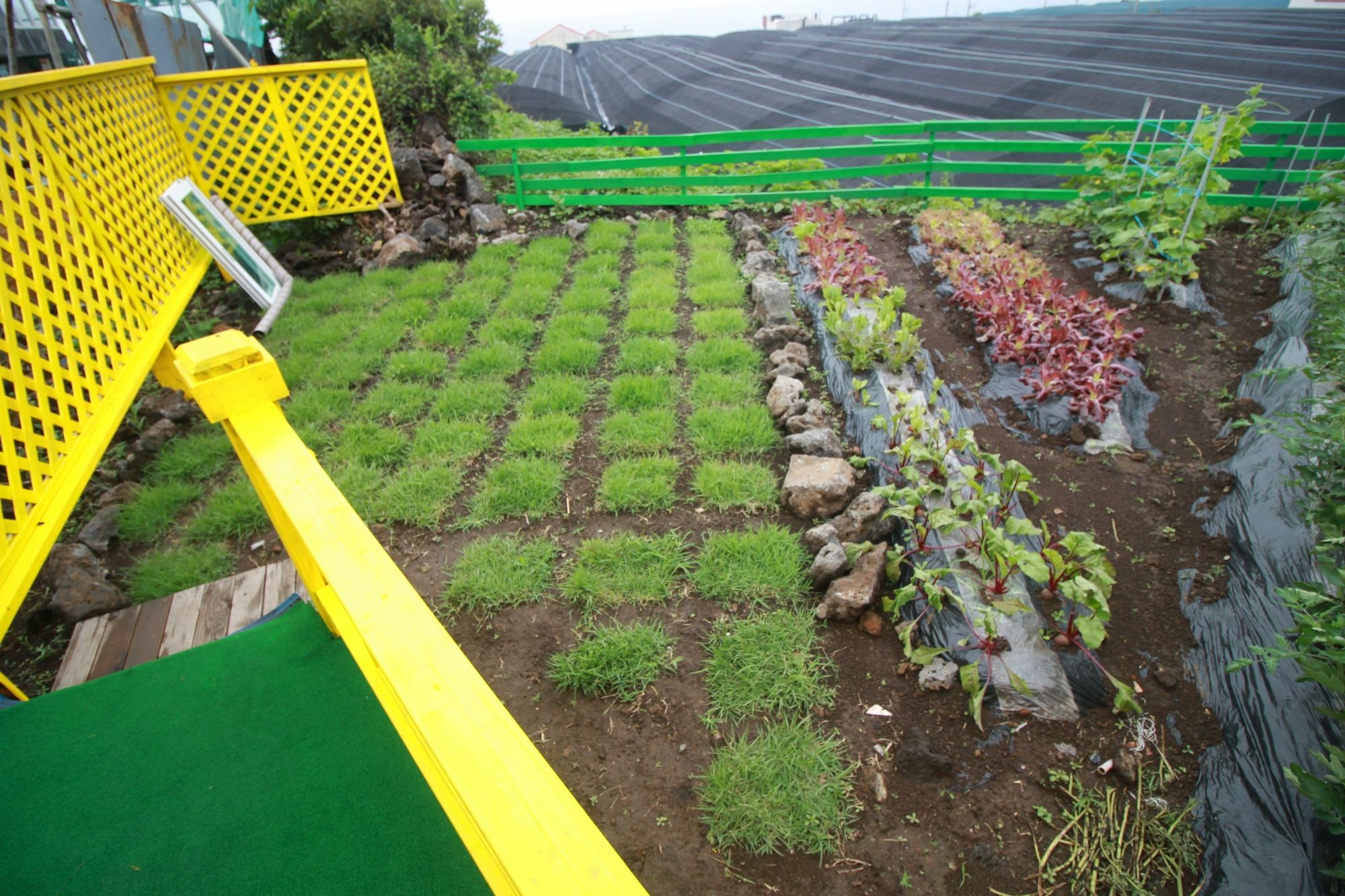 Jeju Sunflower Pension Seogwipo Exterior foto